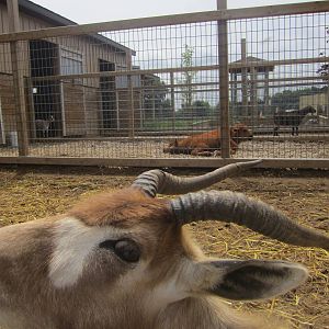 Addax Calf Eyeing the Camera