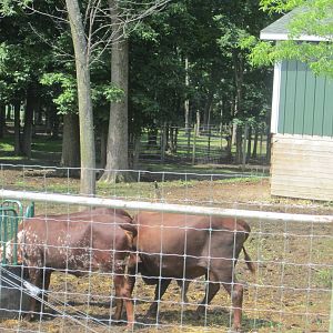 Ankole Watusi Paddock