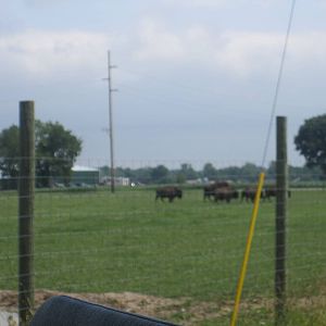Bison Paddock