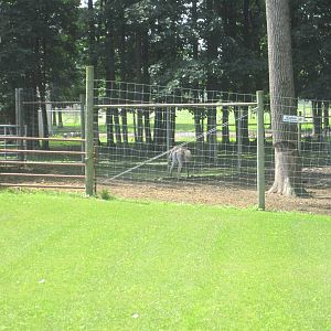 Glimpse of the Kulan Paddock