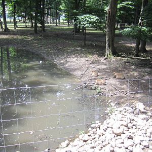 2nd Part of Capybara Exhibit