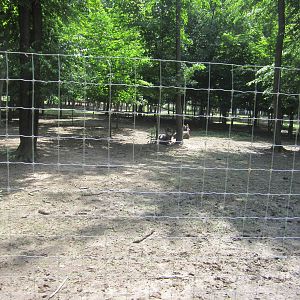 Black Wildebeest Paddock