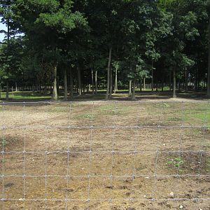 Blue Wildebeest Paddock