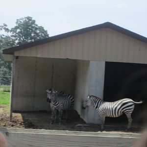 Grants Zebra