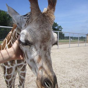 Young Female Giraffe Calf