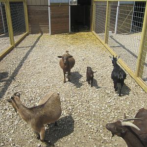 Pygmy Goats
