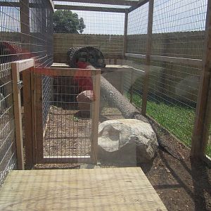 Half of the Palawan Binturoung Exhibit