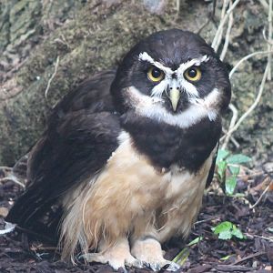 Spectacled owl