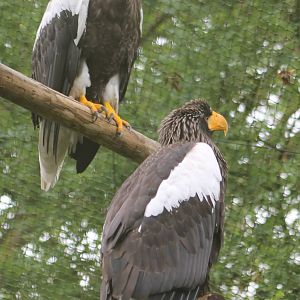 Steller's sea-eagles
