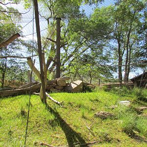 Primate Forest - Colobus Monkey Outdoor Exhibit