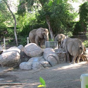 Elephant Encounter - African Bush Elephants