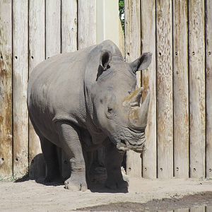Elephant Encounter - Southern White Rhinoceros