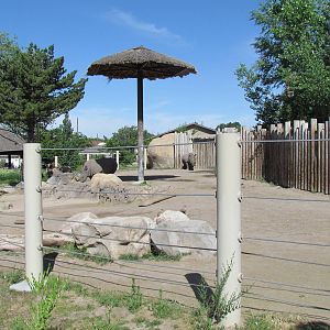Elephant Encounter - Southern White Rhinoceros