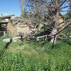 Rocky Shores - Bald Eagle Exhibit