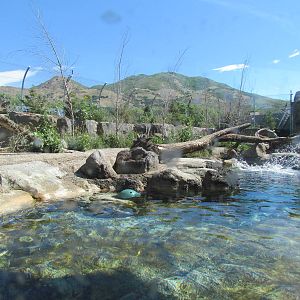 Rocky Shores - Polar Bear Exhibit
