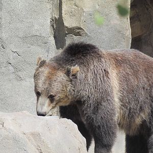 Rocky Shores - Grizzly Bear