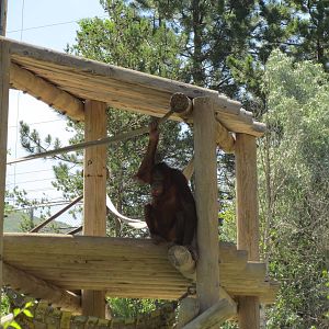 Great Apes - Orangutan