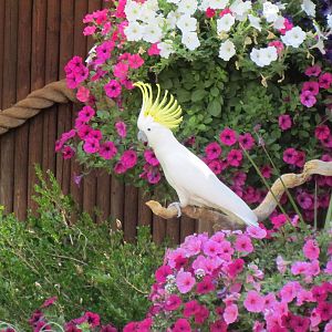 Bird Show - Sulfur-crested Cockatoo