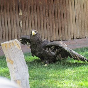 Bird Show - Stellers Sea Eagle