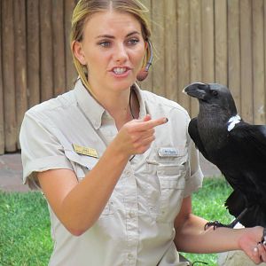 Bird Show - White-necked Raven