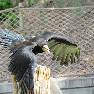 Bird Show - Lesser Yellow-headed Vulture