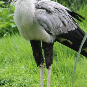Secretary bird