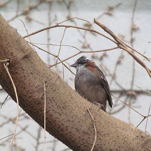 Small Animal Building - Rufous-collared Sparrow