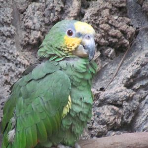 Small Animal Building - Orange-winged Amazon