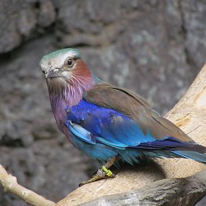 Small Animal Building - Lilac-breasted Roller