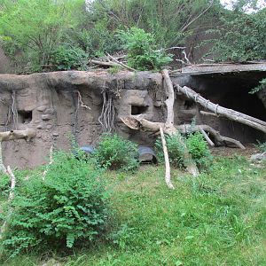 Asian Highlands - Pallas Cat Exhibit