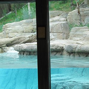 Asian Highlands - Amur Tiger Underwater Viewing