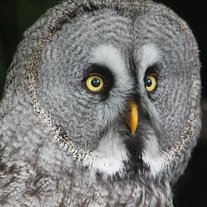 Great grey owl