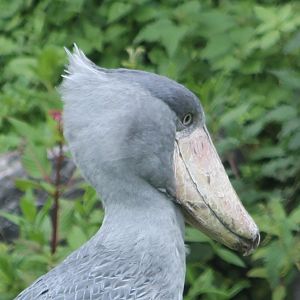 Shoebill