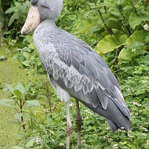 Shoebill