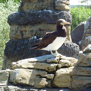 Brown Booby - Extremely Rare In Captivity