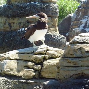 Brown Booby - Extremely Rare In Captivity