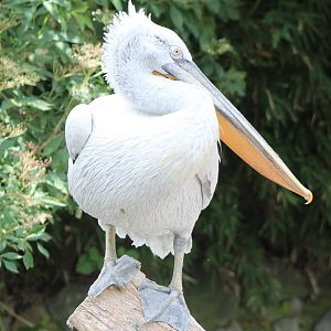 Dalmatic pelican