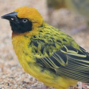 Speke's weaver male
