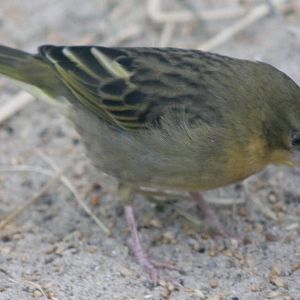 Speke's weaver female