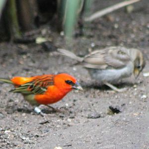 Pair of Madagascar fodies