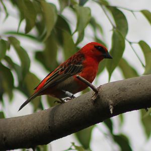 Madagascar fody male