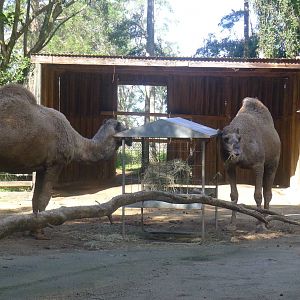 Camels