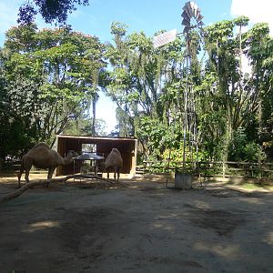 Camel yard