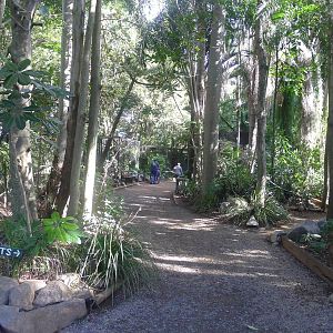 Typical pathway through the rainforset