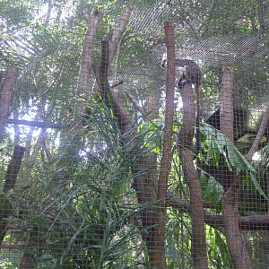 Cotton Top Marmosets
