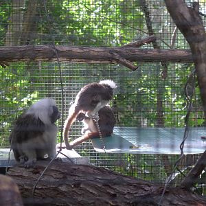 Cotton Top Marmosets