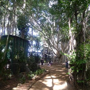 Approching the Spider Monkeys and Baboons