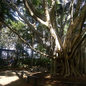 A huge Fig tree by the baboons