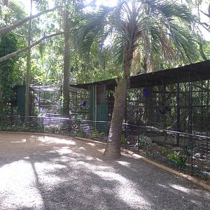Looking back at the Spider monkey enclosure