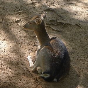 Fallow Deer